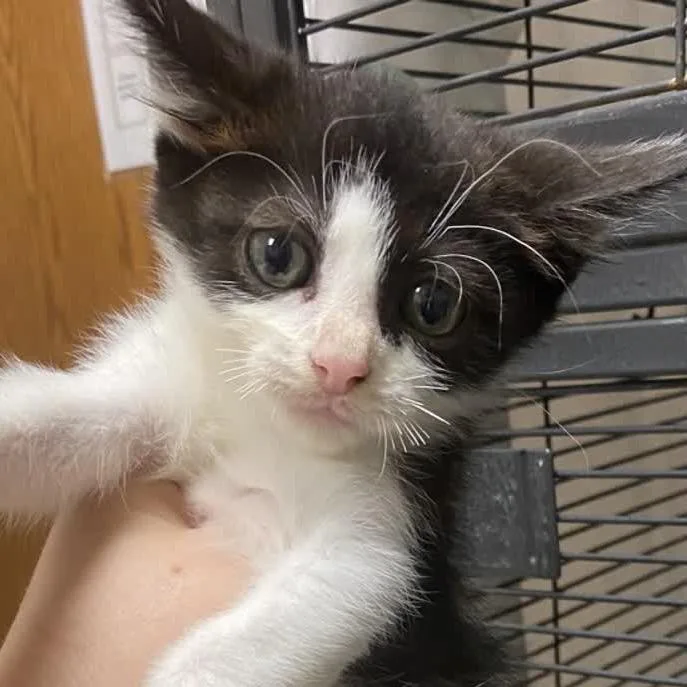 A baby small-sized male Black Domestic Short Hair cat named Luigi for adoption in Norfolk, NE
