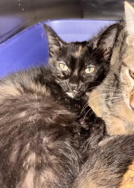 A baby small-sized female Domestic Short Hair cat named Minnie for adoption in Killeen, TX