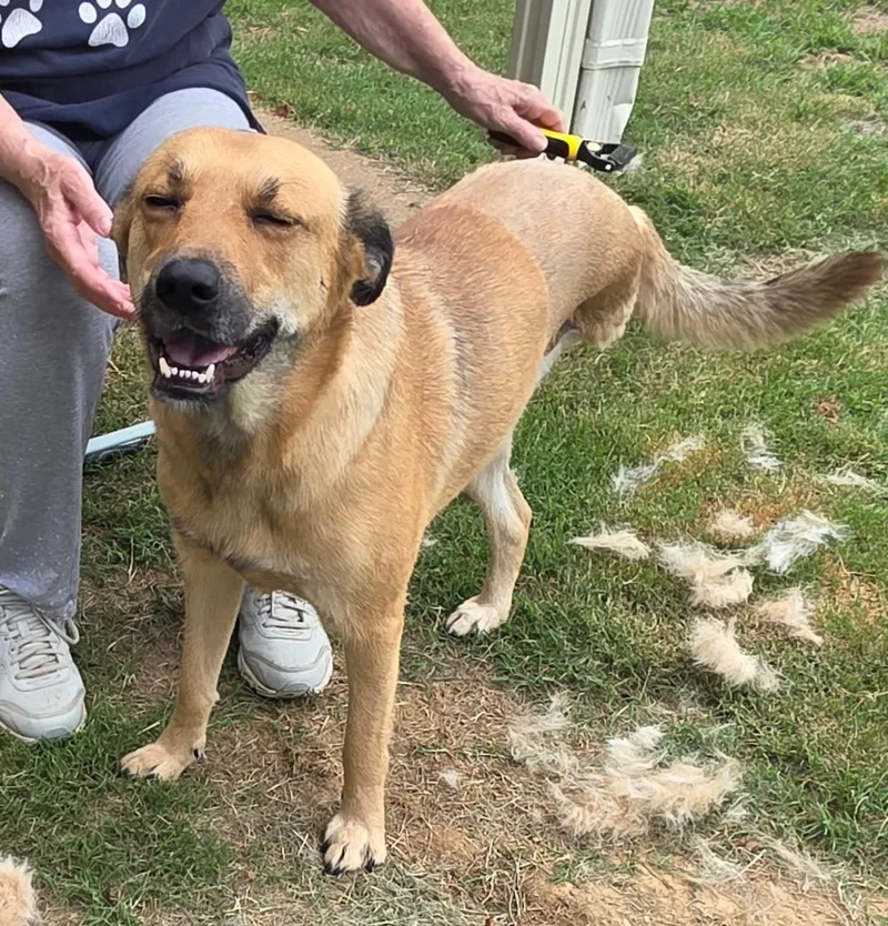 A young medium-sized female Shepherd dog named Lottie for adoption in Arlington, TN
