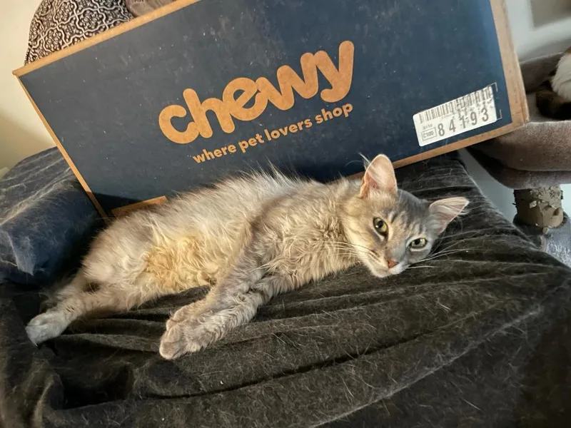 A young medium-sized female Domestic Short Hair cat named Esmerelda for adoption in St. Cloud, MN