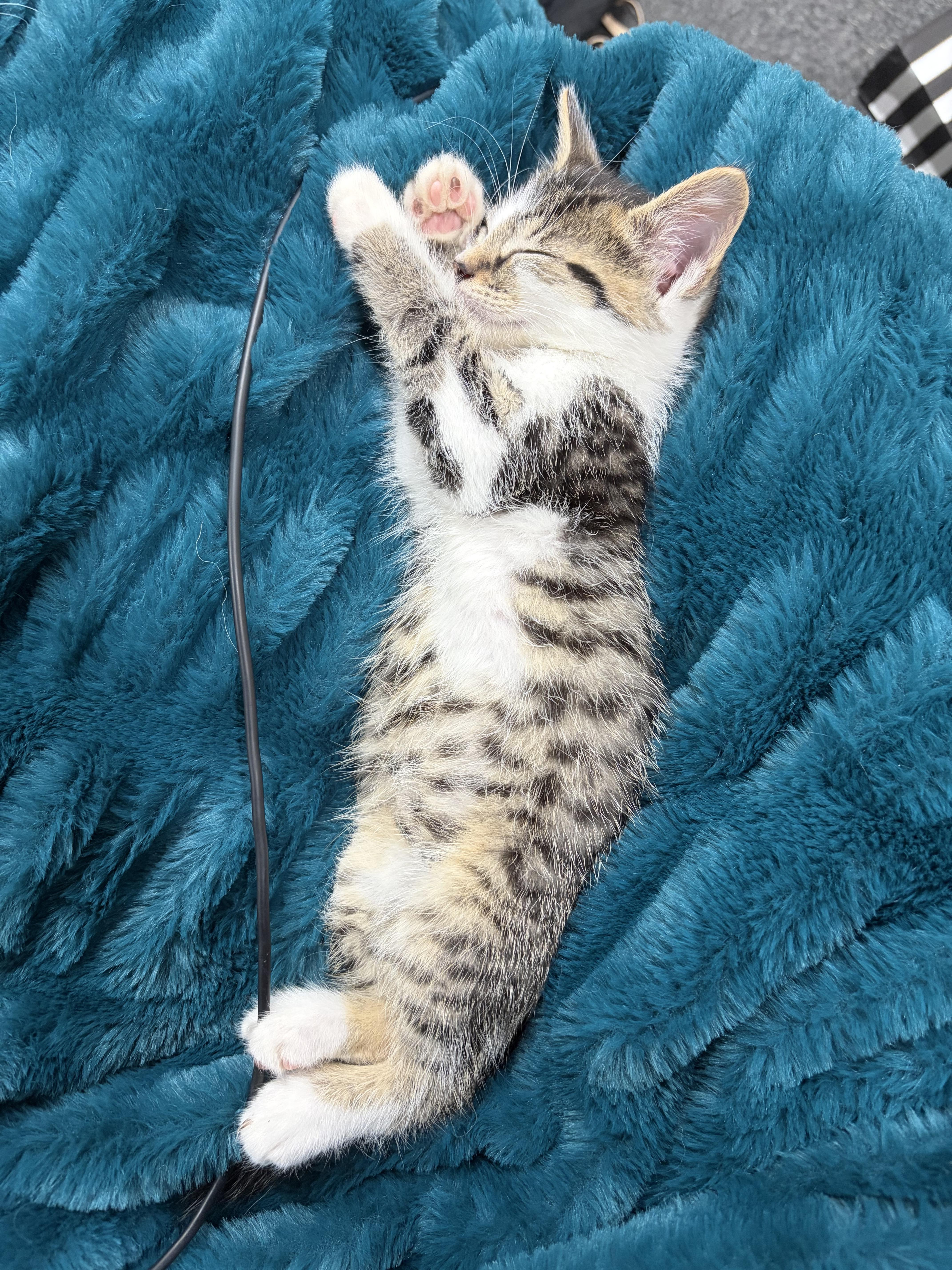 A baby medium-sized male Buff & White Domestic Short Hair cat named Benny for adoption in White Lake, MI