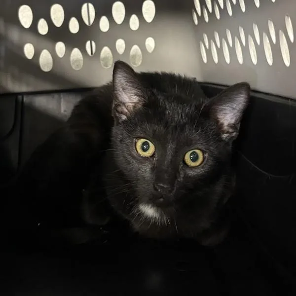 A baby small-sized female Domestic Short Hair cat named Francesca for adoption in Des Moines, IA
