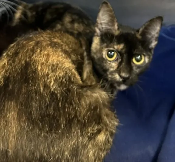 A young large-sized female Domestic Short Hair cat named A for adoption in San Pedro, CA