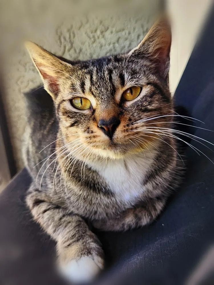 Cheyenne thumbnail 2