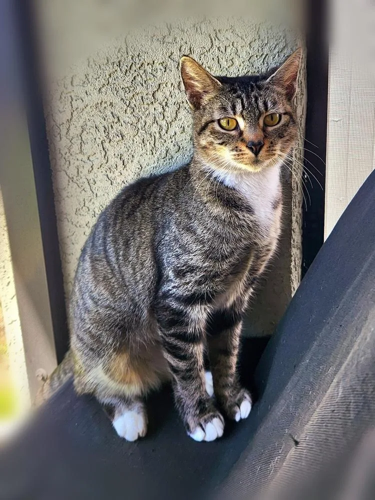 Cheyenne thumbnail 3