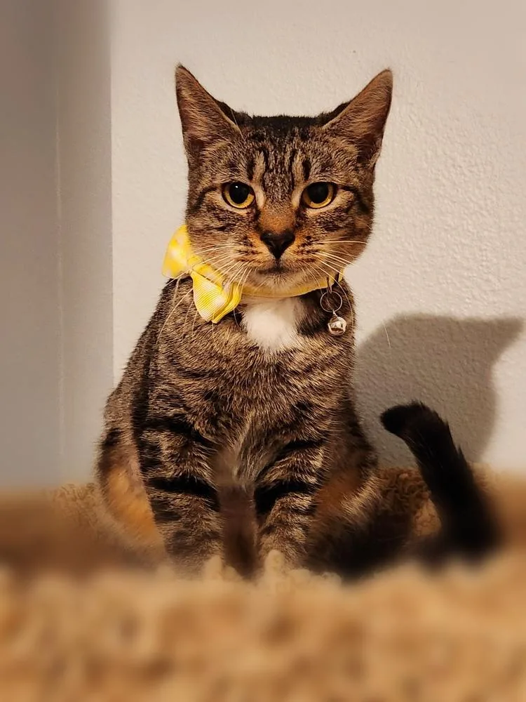 Cheyenne thumbnail 4