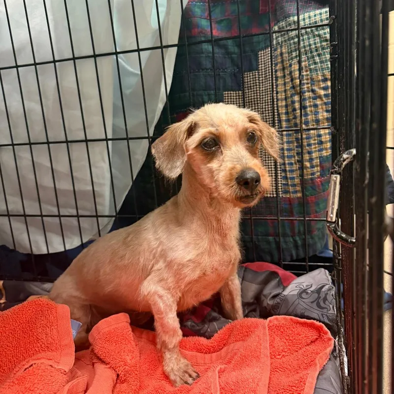 A senior small-sized female Brown / Chocolate Terrier dog named G.Lizzy for adoption in York, PA