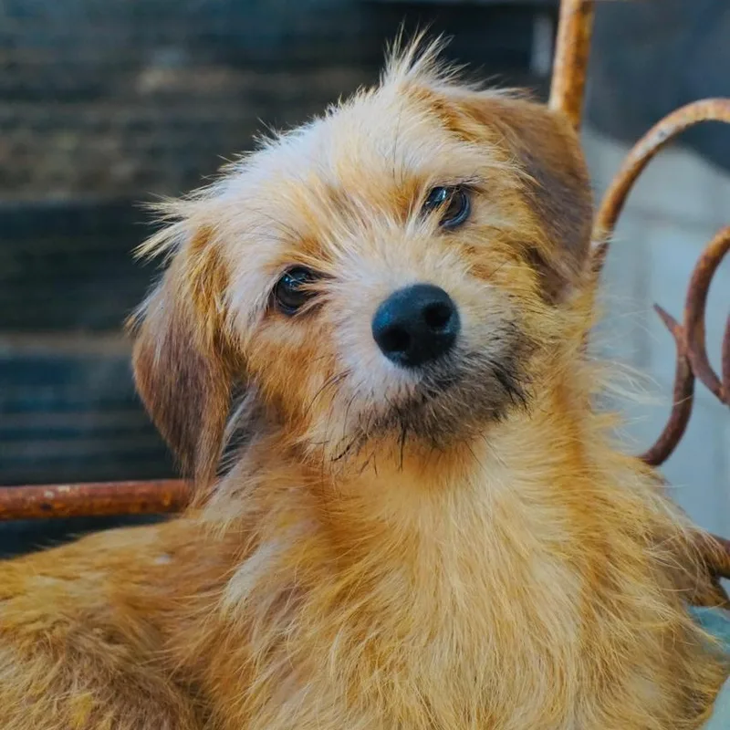 An adult small-sized female Border Terrier dog named Lilac for adoption in San Diego, CA
