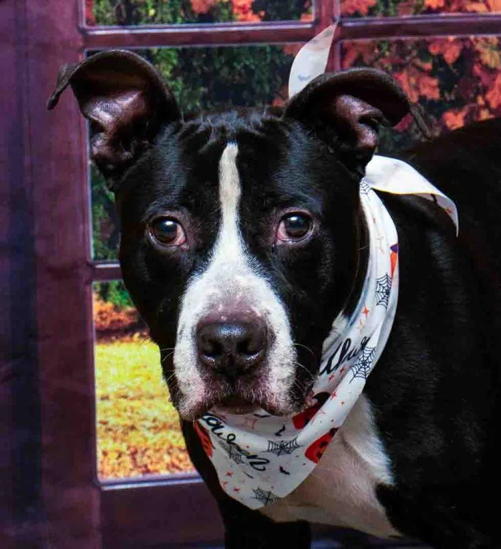 An adult medium-sized male Black Boxer dog named August for adoption in Sanford, FL