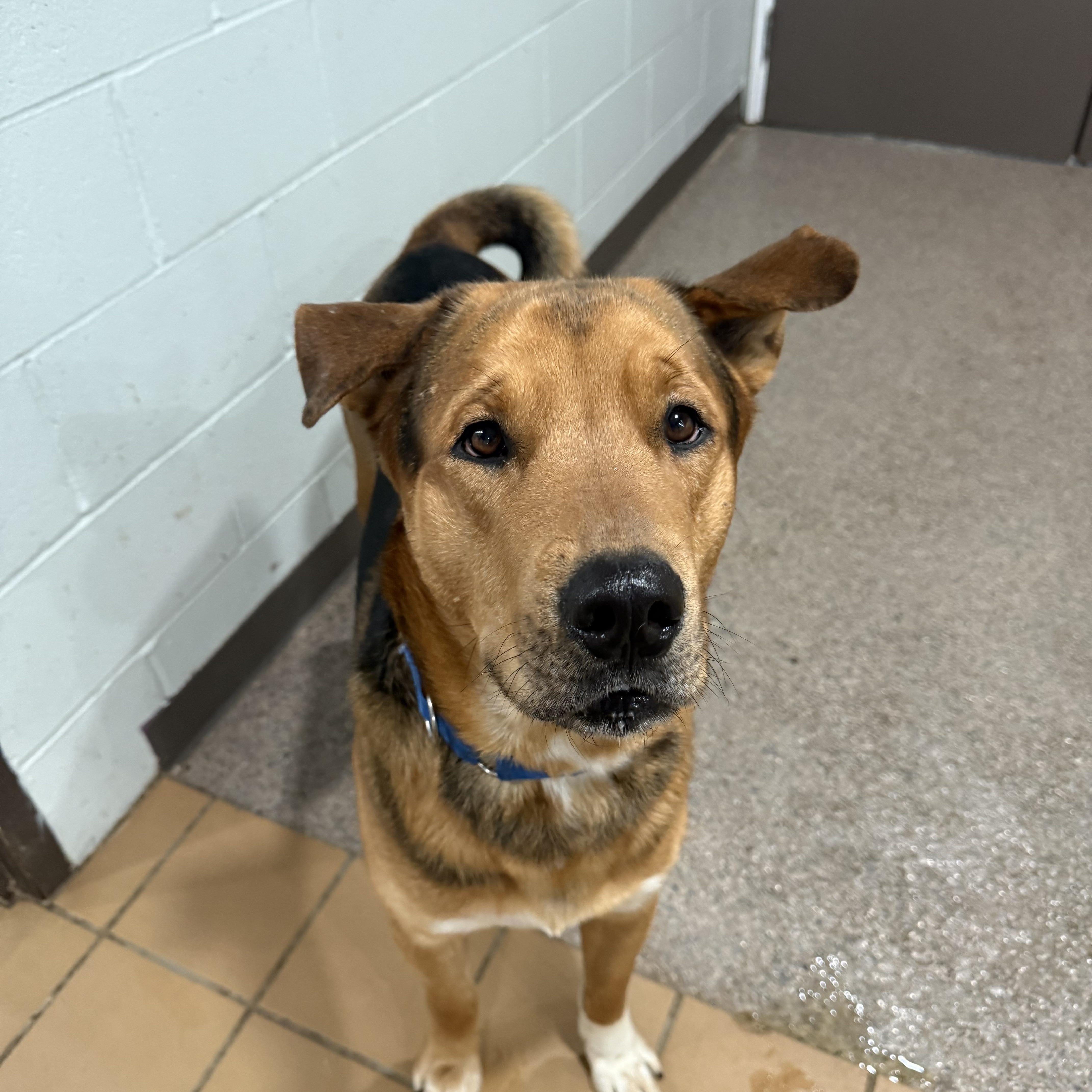 An adult large-sized male Golden Mixed Breed dog named Tyson for adoption in Sault Sainte Marie, MI