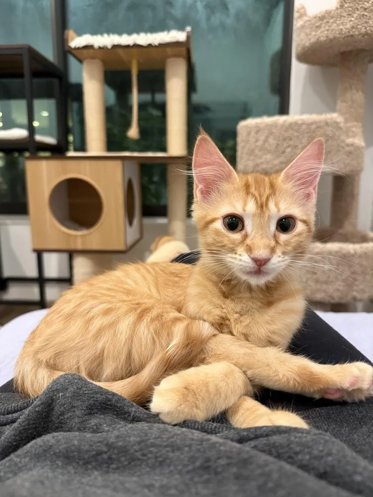 A baby small-sized female Tabby cat named Henrietta for adoption in Dallas, TX