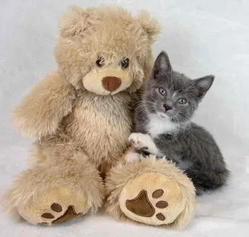 Daffodil thumbnail 2