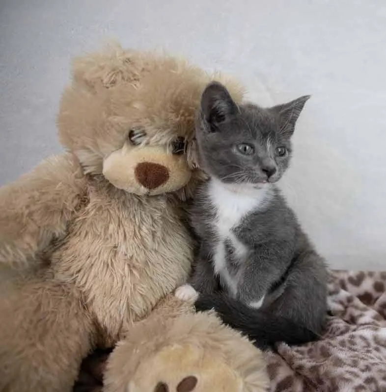 Daffodil thumbnail 3