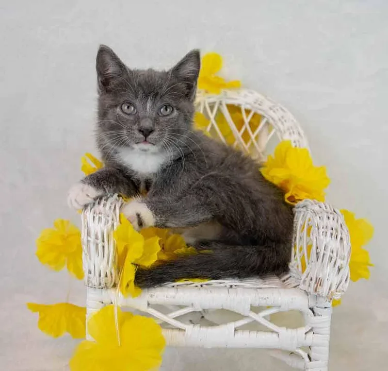 Daffodil thumbnail 5