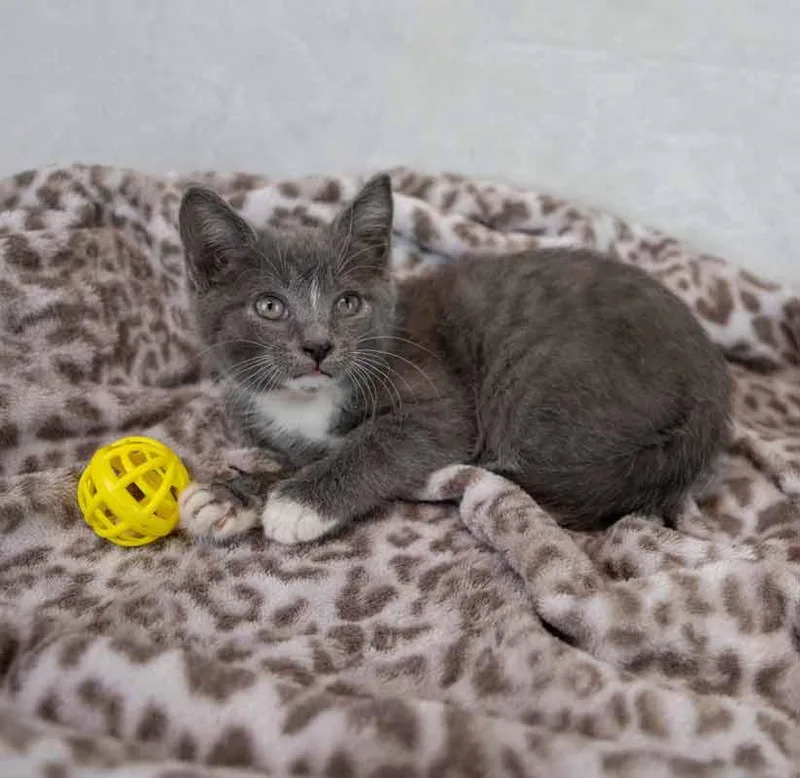 Daffodil thumbnail 6