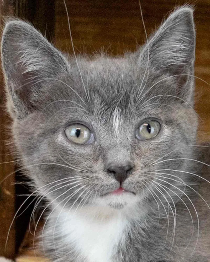 A baby medium-sized female Domestic Short Hair cat named Daffodil for adoption in Kennesaw, GA
