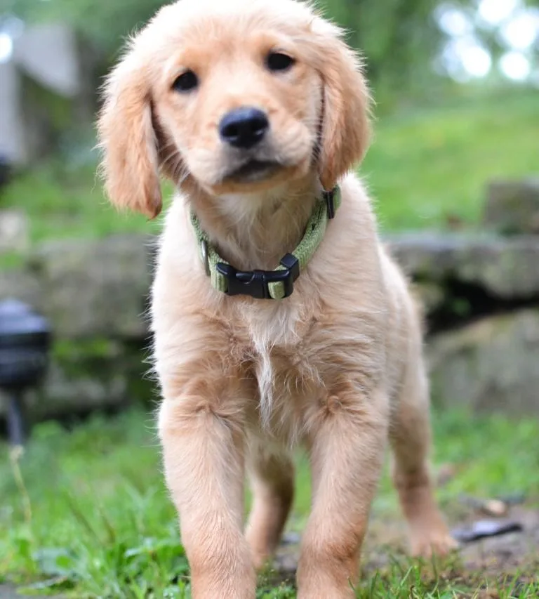 A baby large-sized male Golden Retriever dog named Scout for adoption in Germantown, TN