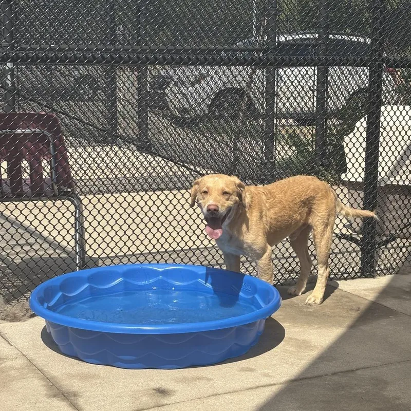 An adult medium-sized male Yellow / Tan / Blond / Fawn Retriever dog named Lafayette for adoption in Bend, OR