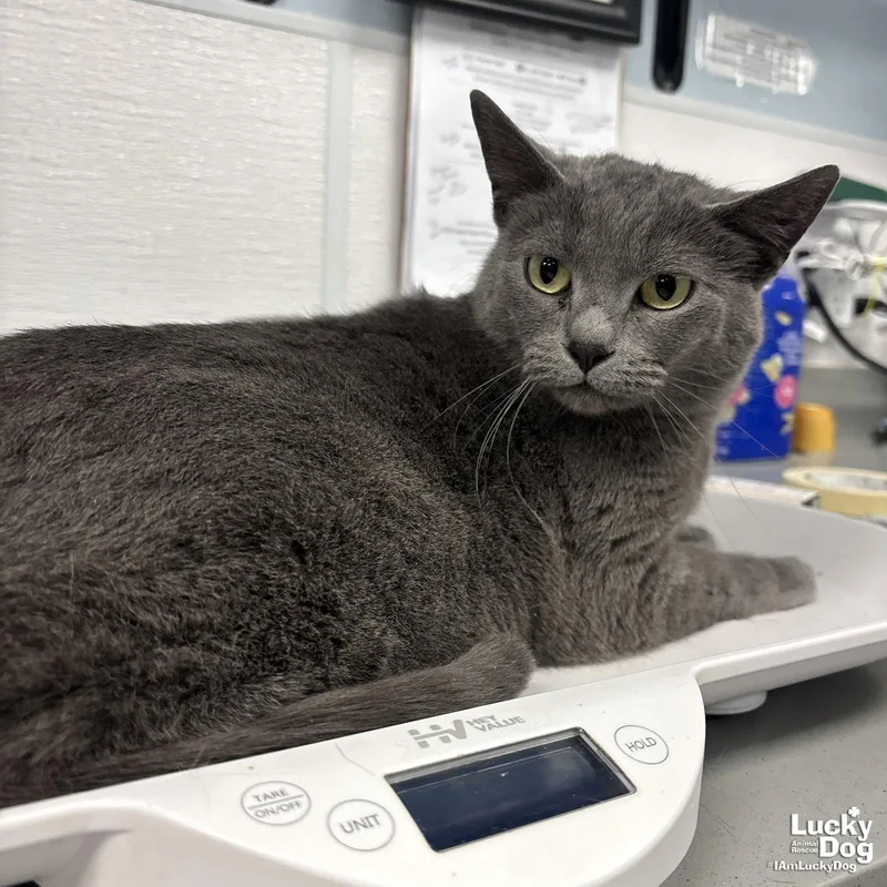 An adult medium-sized female Gray / Blue / Silver Domestic Short Hair cat named Gracie for adoption in Washington, DC