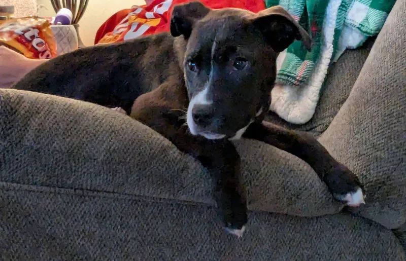A baby medium-sized male White / Cream Boxer dog named Twitch for adoption in Manhattan, KS