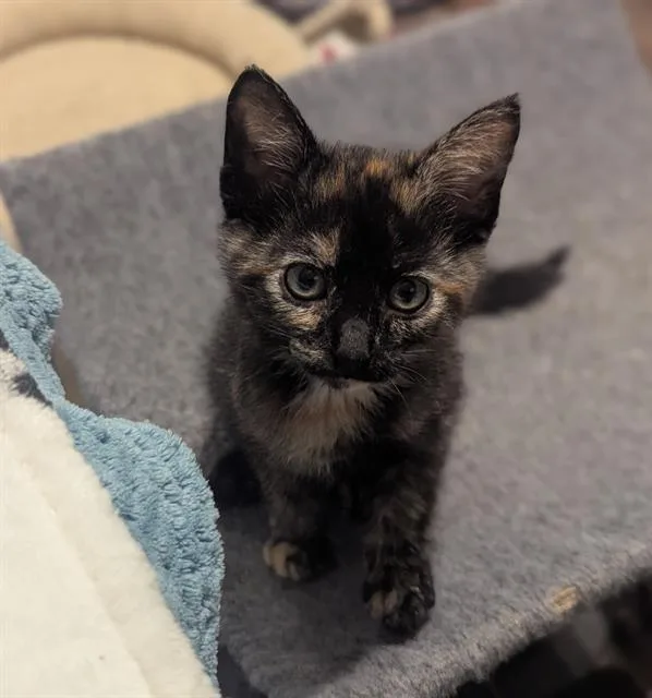 A baby small-sized female Domestic Short Hair cat named Delilah for adoption in Tustin, CA