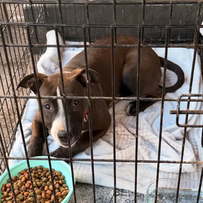 A baby medium-sized female Brown / Chocolate Pit Bull Terrier dog named Polly for adoption in Coos Bay, OR