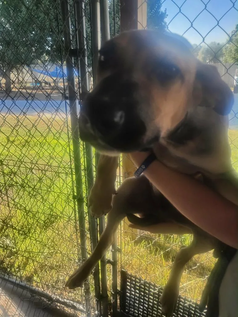 A baby large-sized male Mixed Breed dog named Elroy for adoption in Jonesboro, AR