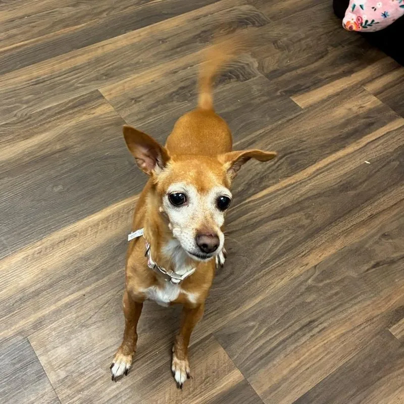 An adult small-sized female Brown / Chocolate Mixed Breed dog named Ginger for adoption in Jeffersonville, IN