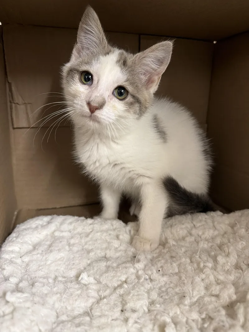 A baby medium-sized female White Domestic Short Hair cat named Kya for adoption in Newburgh, NY