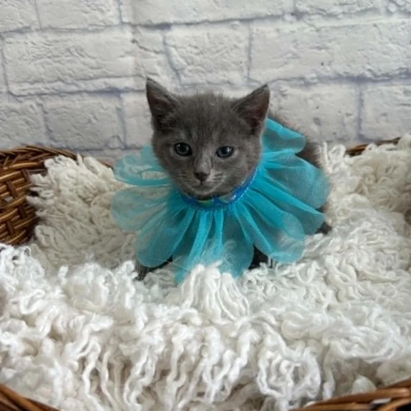 A baby small-sized female Gray / Blue / Silver Domestic Short Hair cat named Meeny for adoption in Harrisonburg, VA