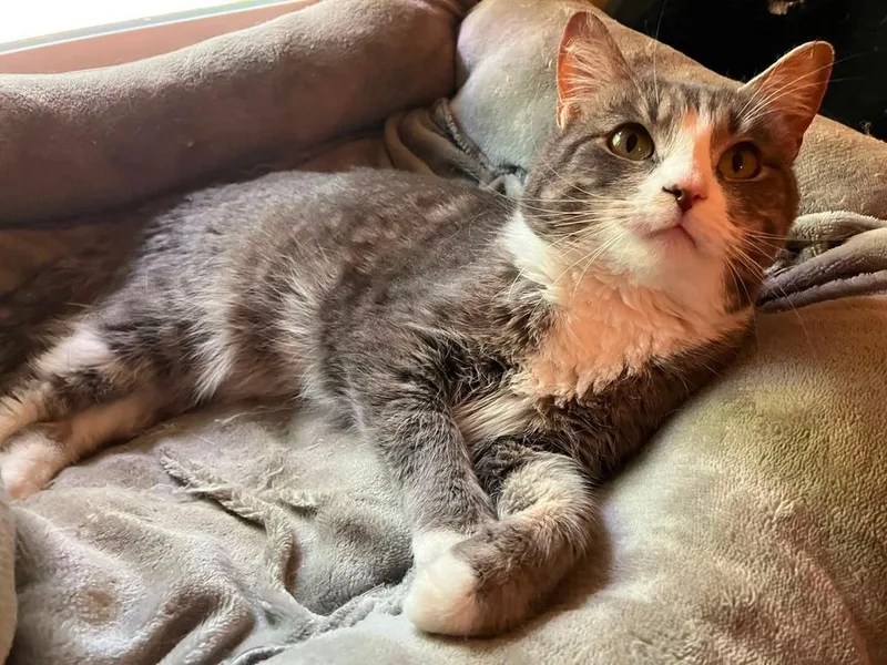 An adult large-sized female Gray & White Domestic Short Hair cat named Samantha for adoption in Milton, DE