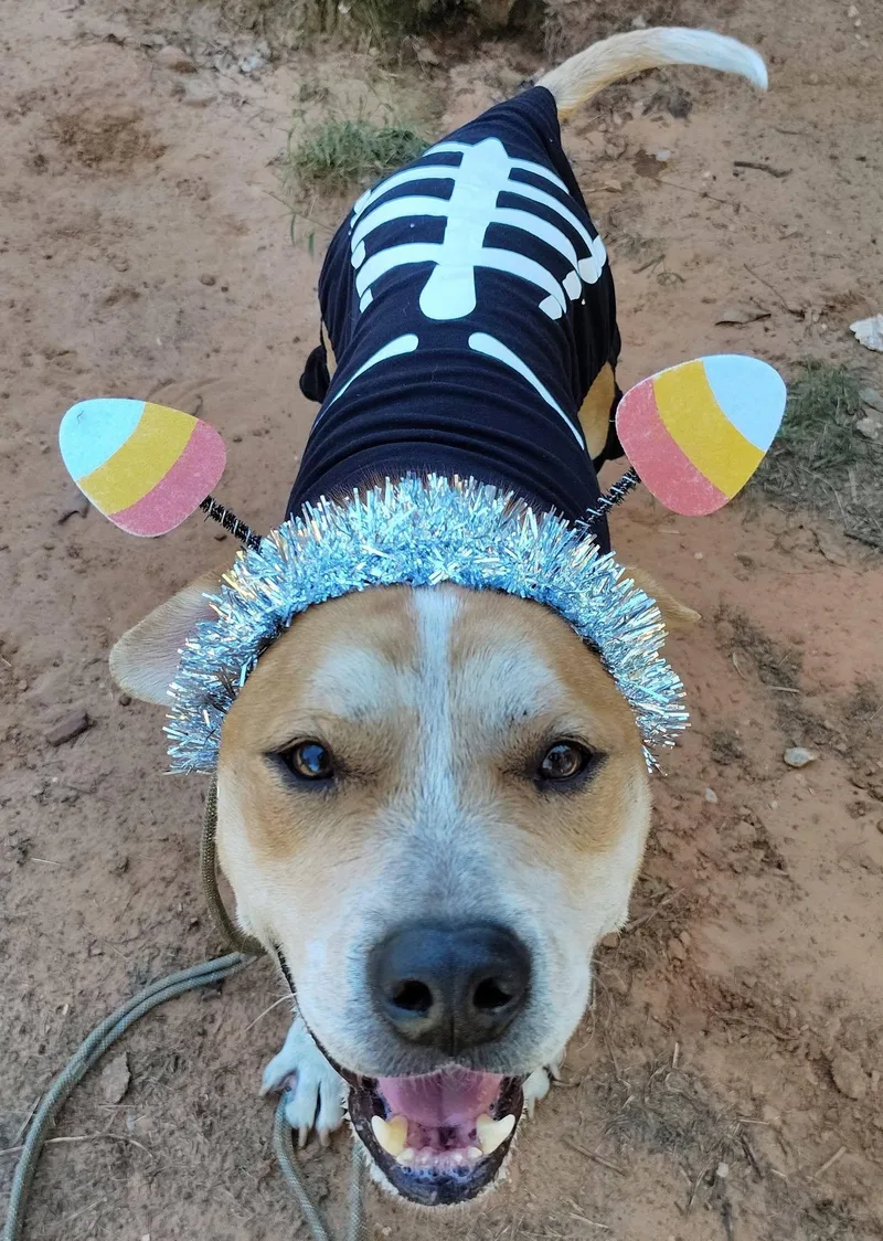 An adult medium-sized male American Bulldog dog named Trooper for adoption in Oklahoma City, OK