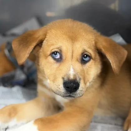 A baby large-sized female Golden Retriever dog named Crystal for adoption in Morton Grove, IL