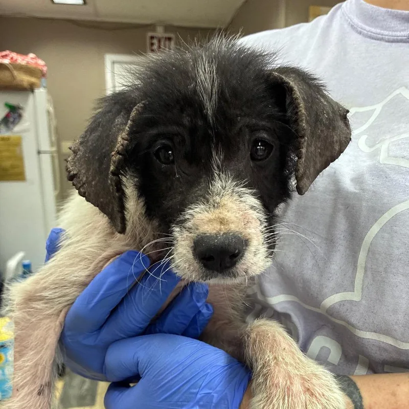 Ct Shrek thumbnail 2