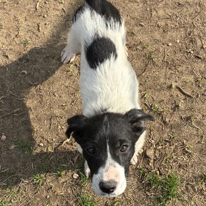 Ct Shrek thumbnail 4