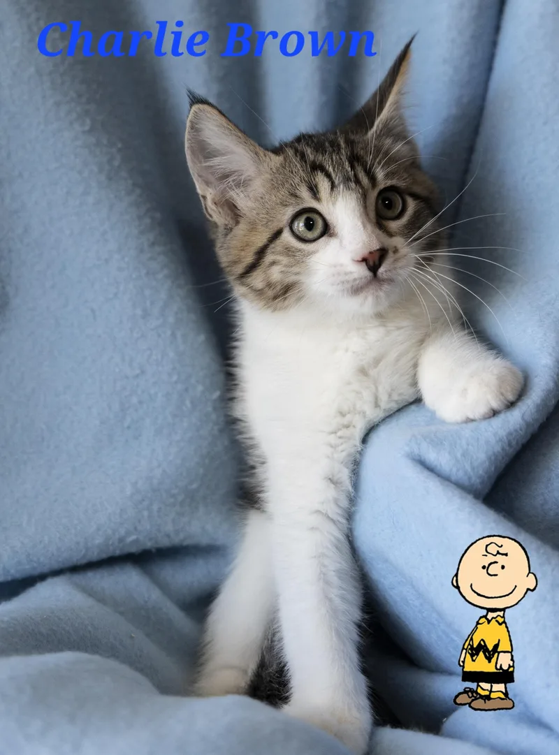 A baby medium-sized male Domestic Short Hair cat named Charlie Brown for adoption in SCOTTSDALE, AZ