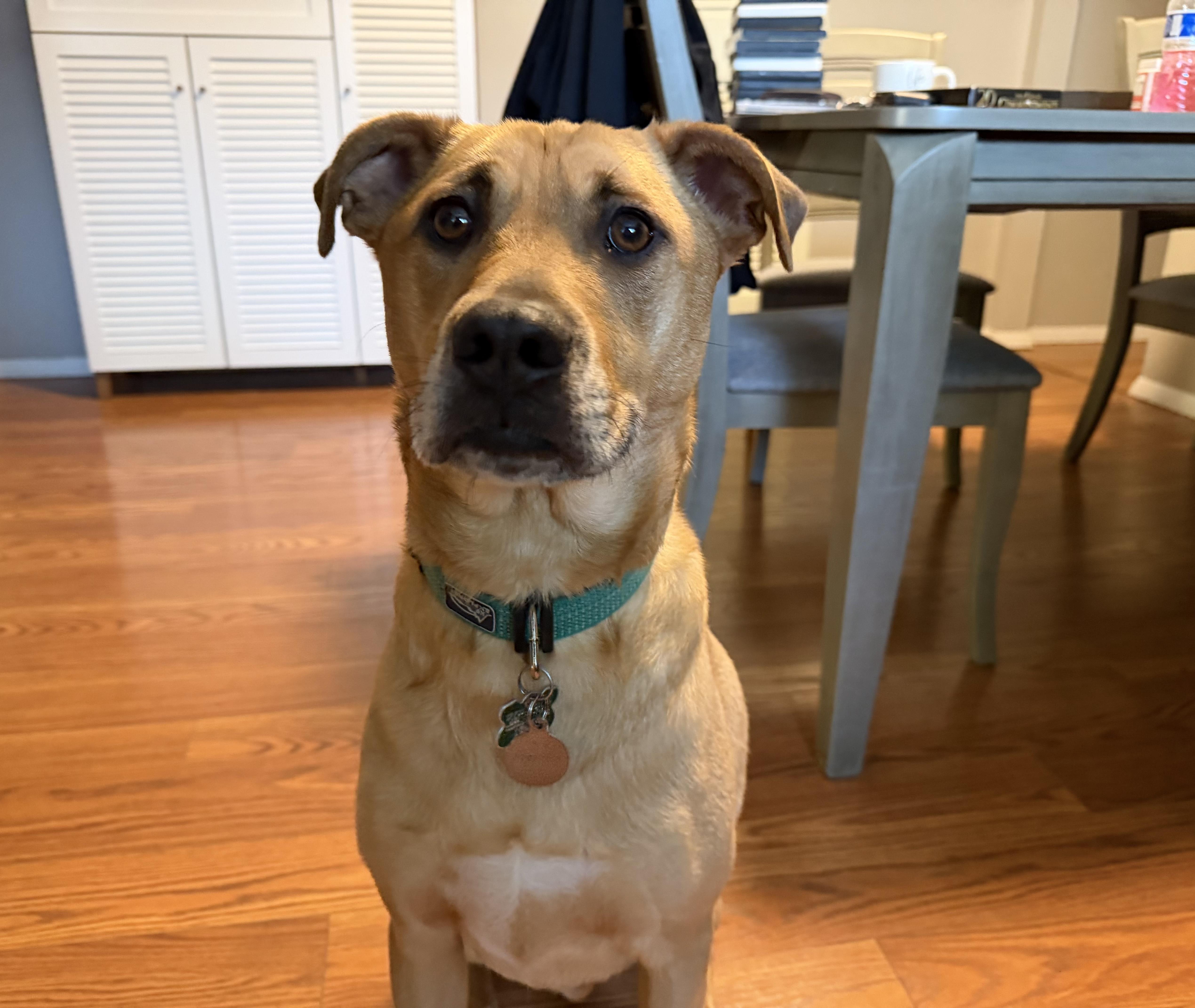 An adult medium-sized male Black Mouth Cur dog named Brewer for adoption in Aurora, IL