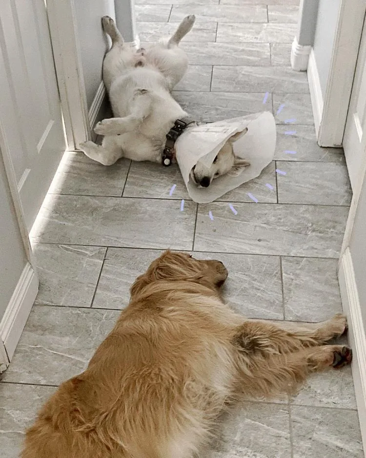 Maverick thumbnail 4