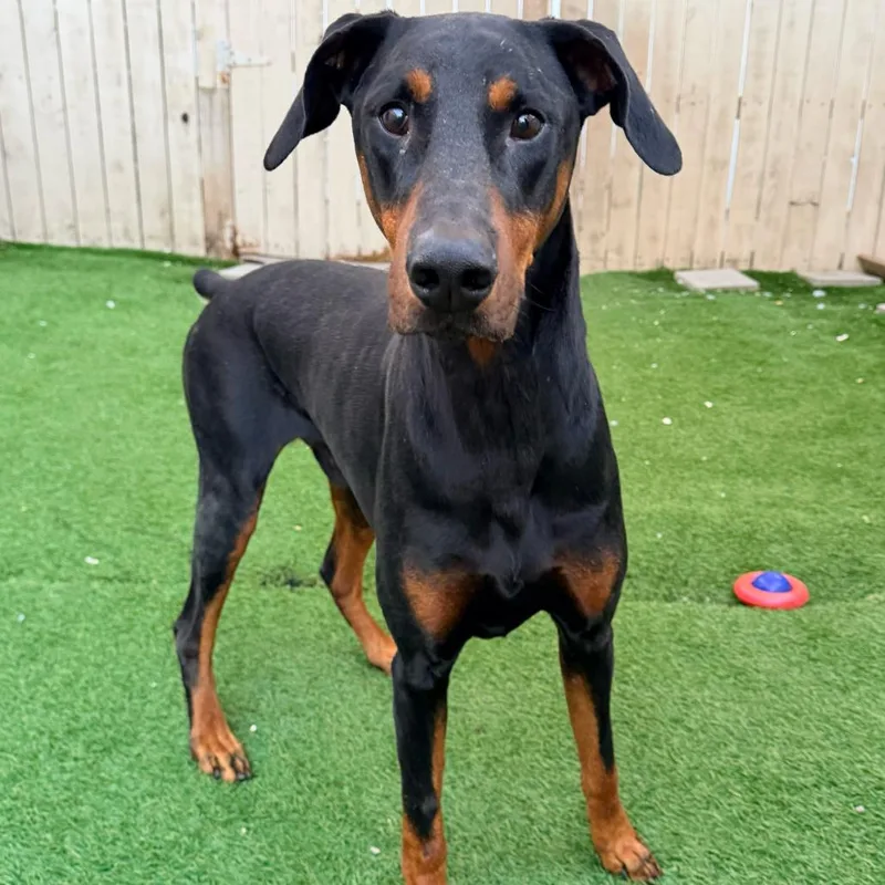 An adult large-sized male Black Doberman Pinscher dog named Joker for adoption in New Orleans, LA
