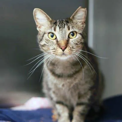 An adult small-sized female Brown / Chocolate Domestic Short Hair cat named Chihiro for adoption in Atlanta, GA