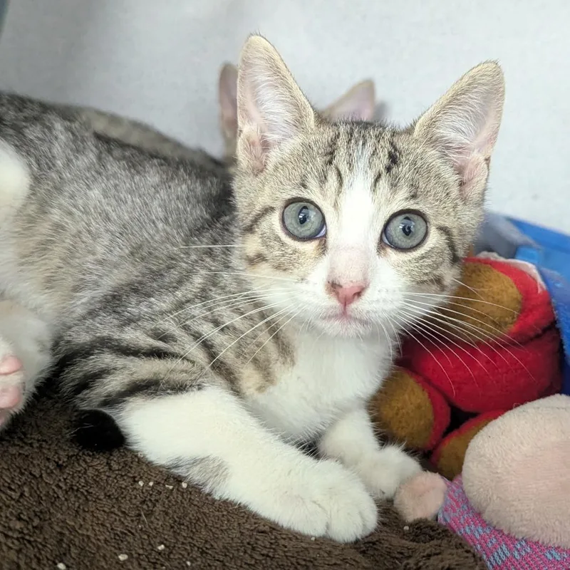 A baby small-sized female Brown / Chocolate Domestic Short Hair cat named Jenni for adoption in Evansville, IN
