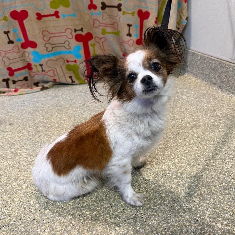 An adult small-sized female White / Cream Chihuahua dog named IVHSStray for adoption in San Gabriel, CA