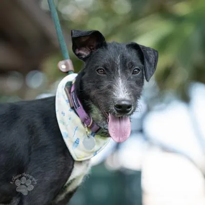 An adult medium-sized female Mixed Breed dog named Mrs. Awesome for adoption in Honolulu, HI