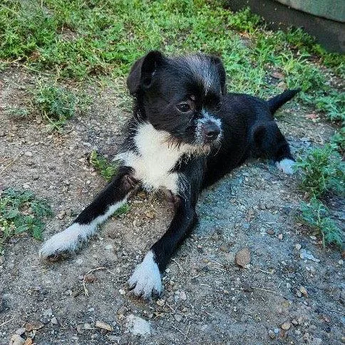 Mushu GCH thumbnail 3