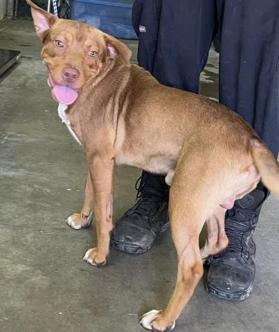 A young medium-sized male Mixed Breed dog named Corporal Cuddles for adoption in Pensacola, FL