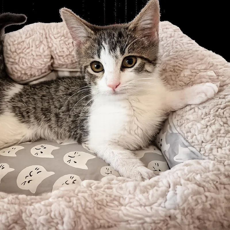 A baby small-sized female Brown / Chocolate Domestic Short Hair cat named Lilly for adoption in Bel Air, MD