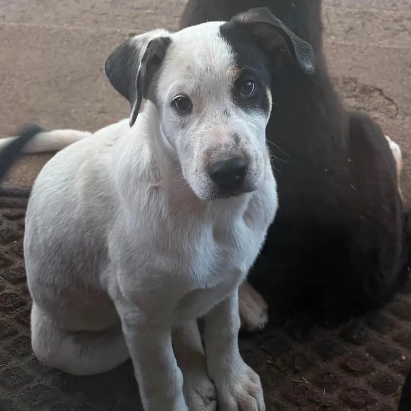 A baby large-sized male Australian Shepherd dog named Seek for adoption in Amarillo, TX