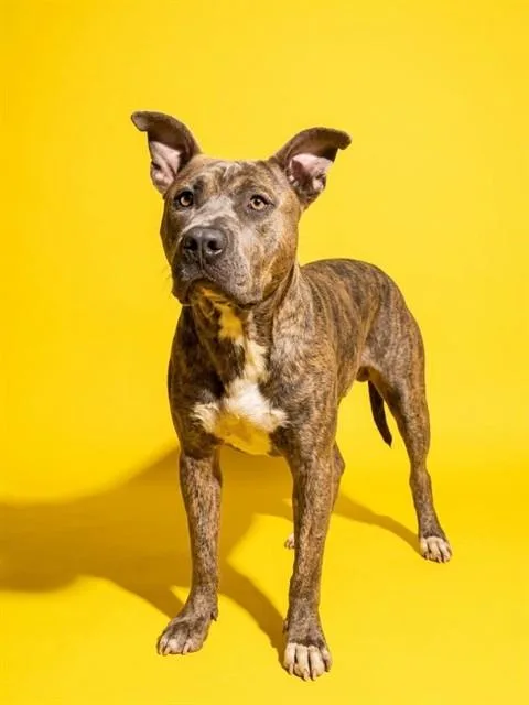 A young large-sized male Mixed Breed dog named Bloopy for adoption in Jacksonville, FL
