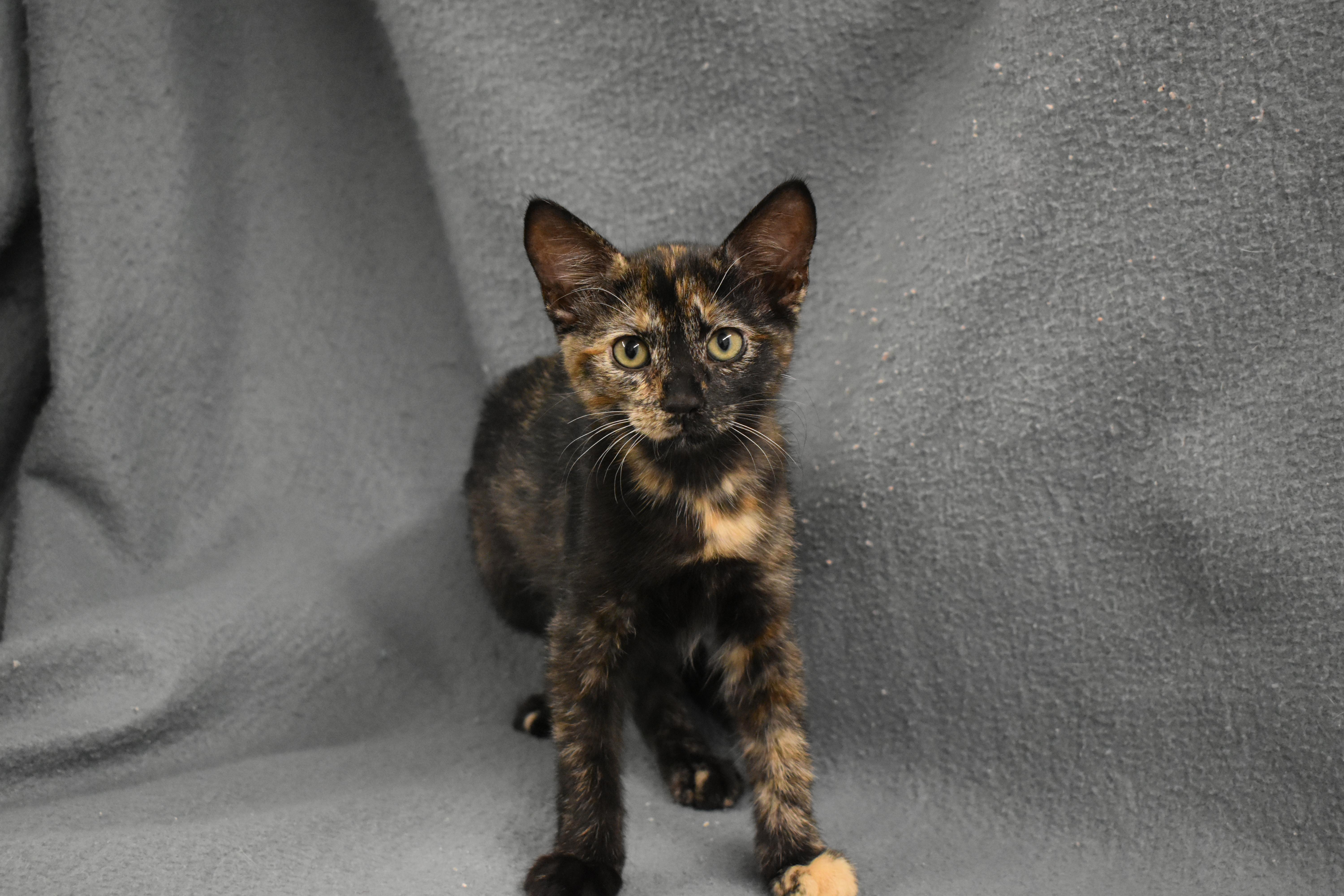 A baby medium-sized female Domestic Short Hair cat named Titania for adoption in Auburn, NE