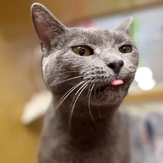 An adult medium-sized female Gray / Blue / Silver Domestic Short Hair cat named Eggroll for adoption in Philadelphia, PA